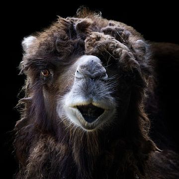 Foto van een harige kameel van Marja Suur