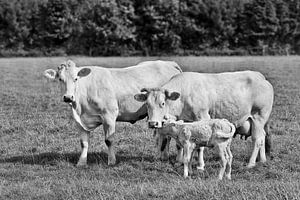 taureau blanc, vache et leur nouveau ensemble de veau né dans une prairie sur Tony Vingerhoets