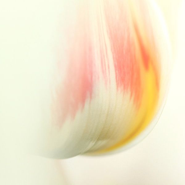 tulipa erotica van Elle Elskamp