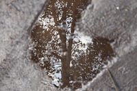 Spiegel im Wald