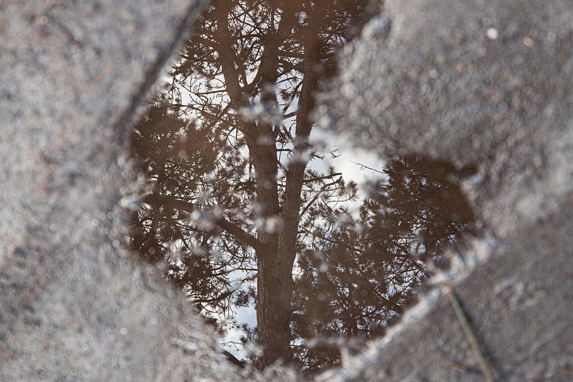 Mirror in the forest by Jan-Willem van Rijn