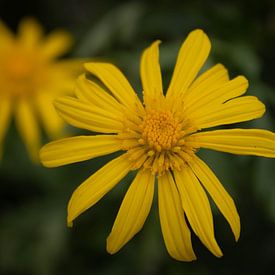 Flowers van Rens van Duijn