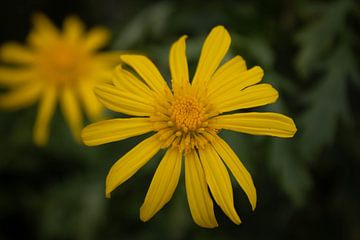 Flowers van Rens van Duijn