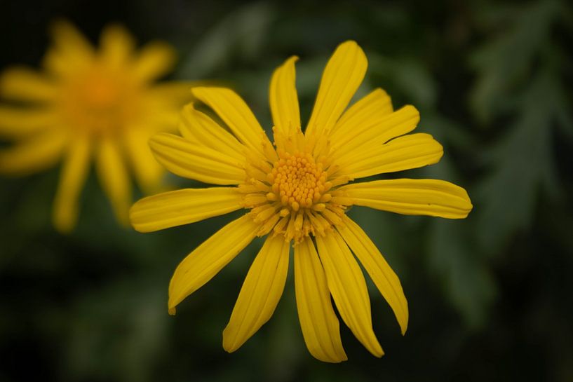 Flowers by Rens van Duijn
