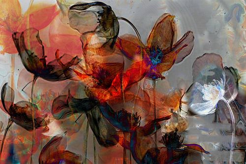 flowerpower, klaprozen