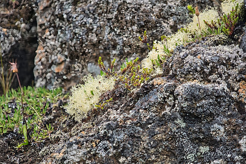 White moss on the rocks