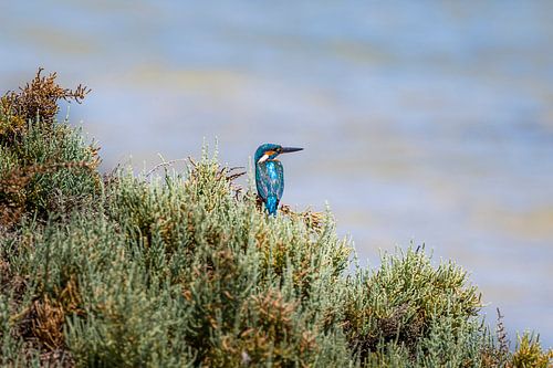 Eisvogel auf rotem Meer, Eisvogel rotes Meer von Corrine Ponsen