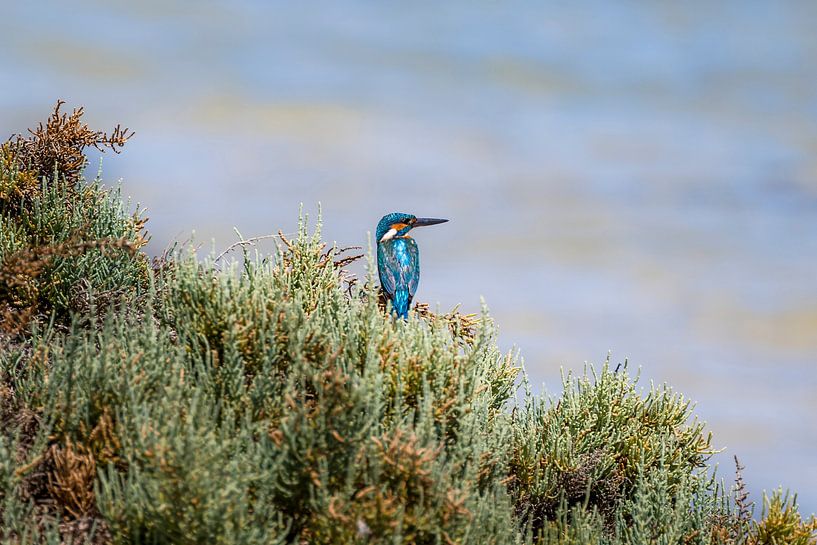Kingfisher on red sea, kingfisher red sea by Corrine Ponsen