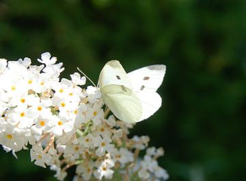 witte vlinder op witte sering van joyce kool