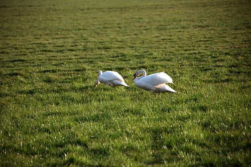 Twee zwanen op een weiland in Emsland