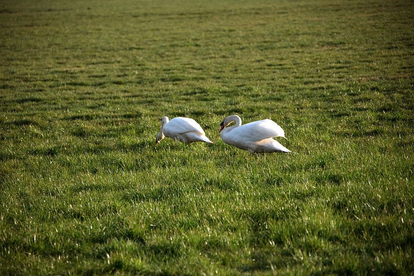 Twee zwanen op een weiland in Emsland van Bianca Meyering Fotos - BMF