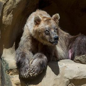 Bruine Beer : DierenPark Amersfoort van Loek Lobel