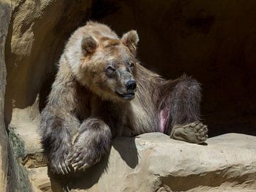 Ours brun : Parc animalier d'Amersfoort sur Loek Lobel
