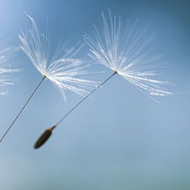 Pollenpraat van MientjeBerkersPhotography