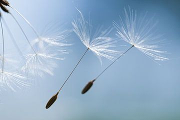 Pollen talk by MientjeBerkersPhotography