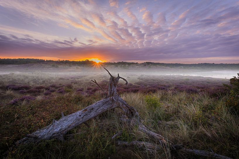 A tree stump in the morning by peterheinspictures