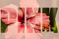 Roze bloem met tekst pink