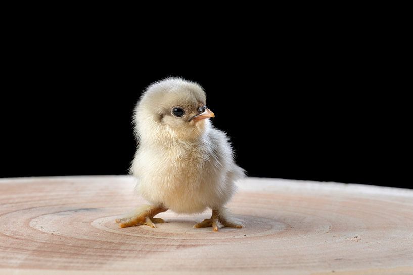 chick by Erik de Klerck