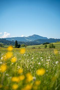 Vue printanière sur le Grünten dans l'Allgäu avec de superbes fleurs et pissenlits sur Leo Schindzielorz