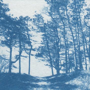 Forest path by Natasja Vugts