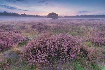 Bloeiende heide tijdens een mistige zonsopkomst