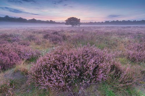 Bloeiende heide tijdens een mistige zonsopkomst