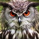 The owl close-up by Bert Hooijer thumbnail