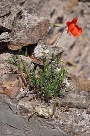Es geht doch... von Andreas Wemmje