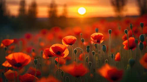 Klaprozen in de zonsondergang
