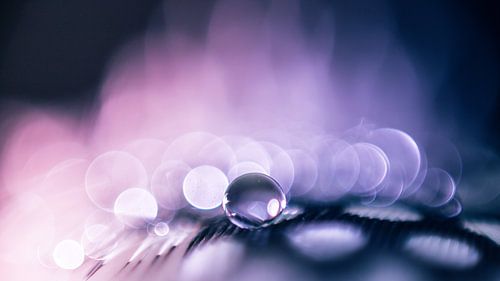 Macro van een druppeltje op een veertje