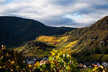 Blick auf die Weinberge bei Mayschoss von David Esser