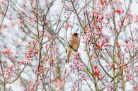 Pink blossom and a male finch (painting) by Art by Jeronimo thumbnail