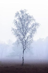 Bouleau solitaire dans la brume | arbre | photographie minimaliste | photo wallpaper