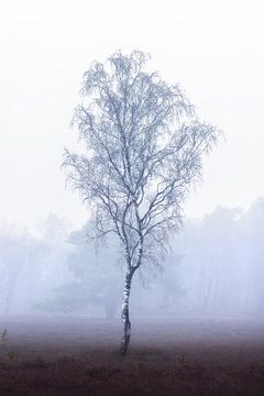 Eenzame berk in de mist | boom | minimalistische fotografie | fotobehang van Laura Dijkslag