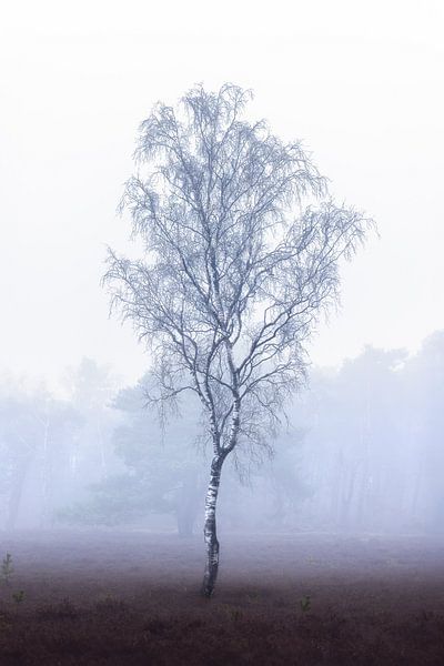 Lonely birch in the mist | tree | minimalist photography | photo wallpaper by Laura Dijkslag