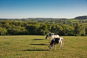 Vaches dans le paysage