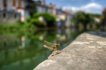 From Larva to Dragonfly van BL Photography