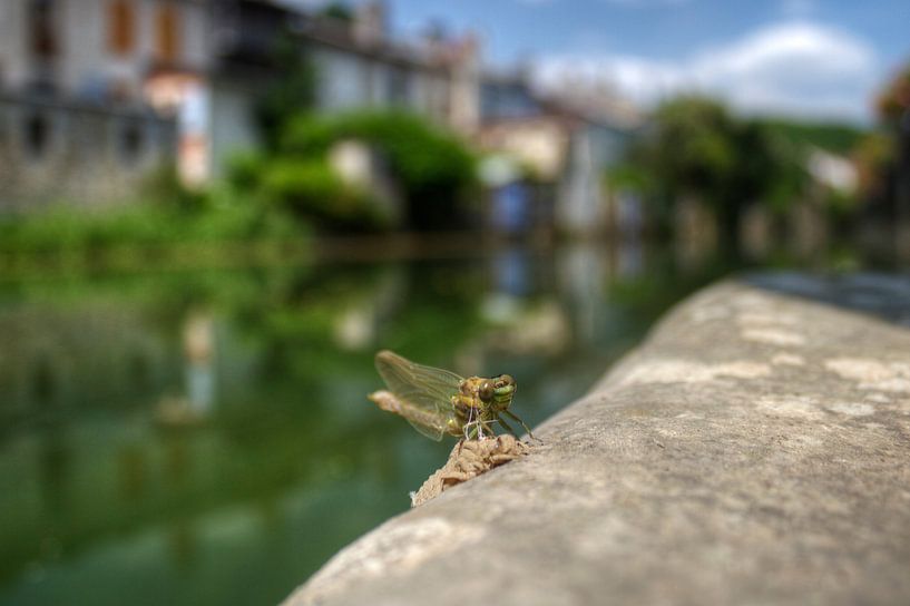 De la larve à la libellule par BL Photography