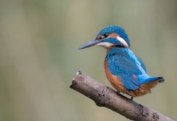 kingfisher on a branch by Lies Bakker