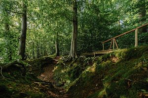 Verdwalen in het mooie bos.