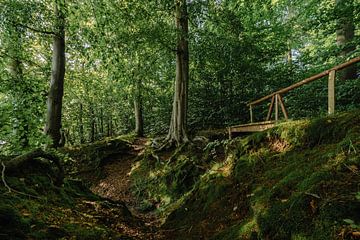 Verirren Sie sich in dem schönen Wald. von Robby's fotografie