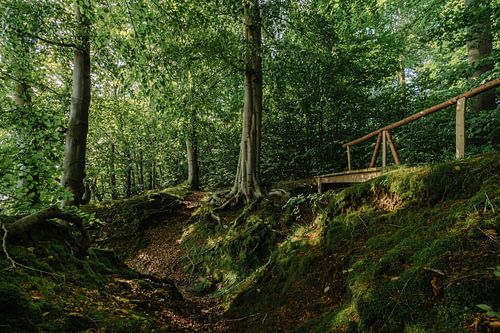 Verdwalen in het mooie bos.