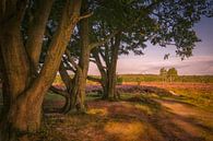 Very old trees on the moors by Moetwil en van Dijk - Fotografie thumbnail