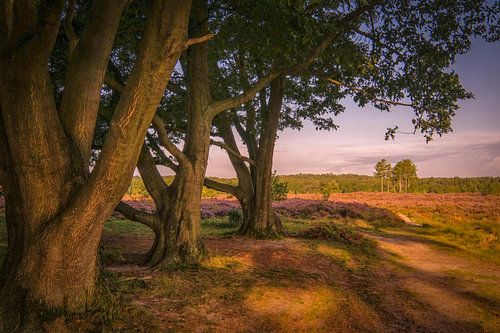 Hele oude bomen op de heide