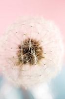 Paardenbloem Puffball Pastel Roze en Blauw