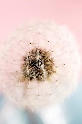 Paardenbloem Puffball Pastel Roze en Blauw