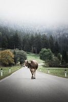 Allgäuer koe op een landweggetje