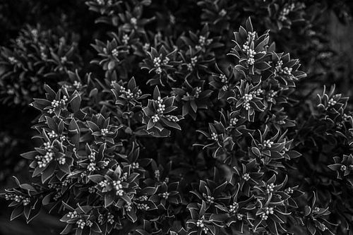 Australian Native plant