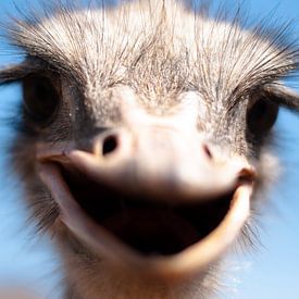 The Happy Ostrich von Anne Caroline Slump
