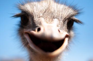 The Happy Ostrich by Anne Caroline Slump